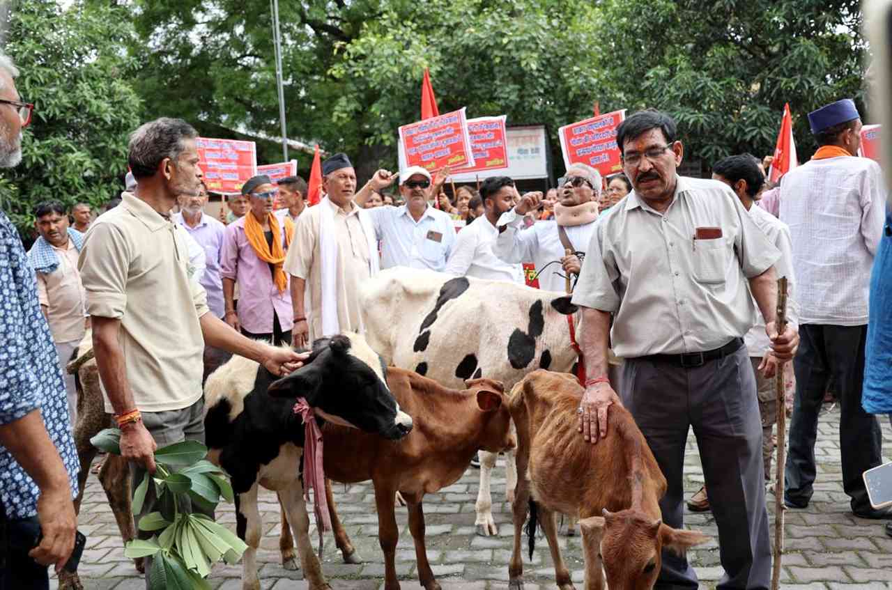 Govt is Responsible for Stray Cattle Menace