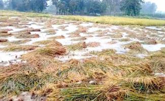 Compensate UP Farmers for the Crop Losses due to Unexpected Rains